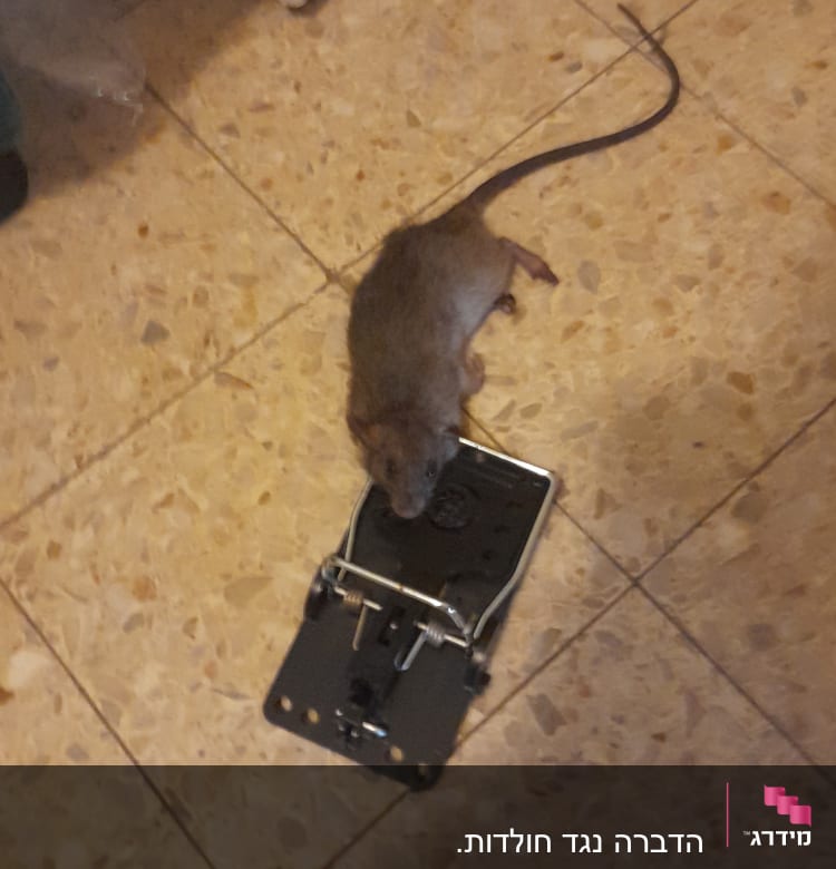 עכבר במלכודת על רצפת אריחים
